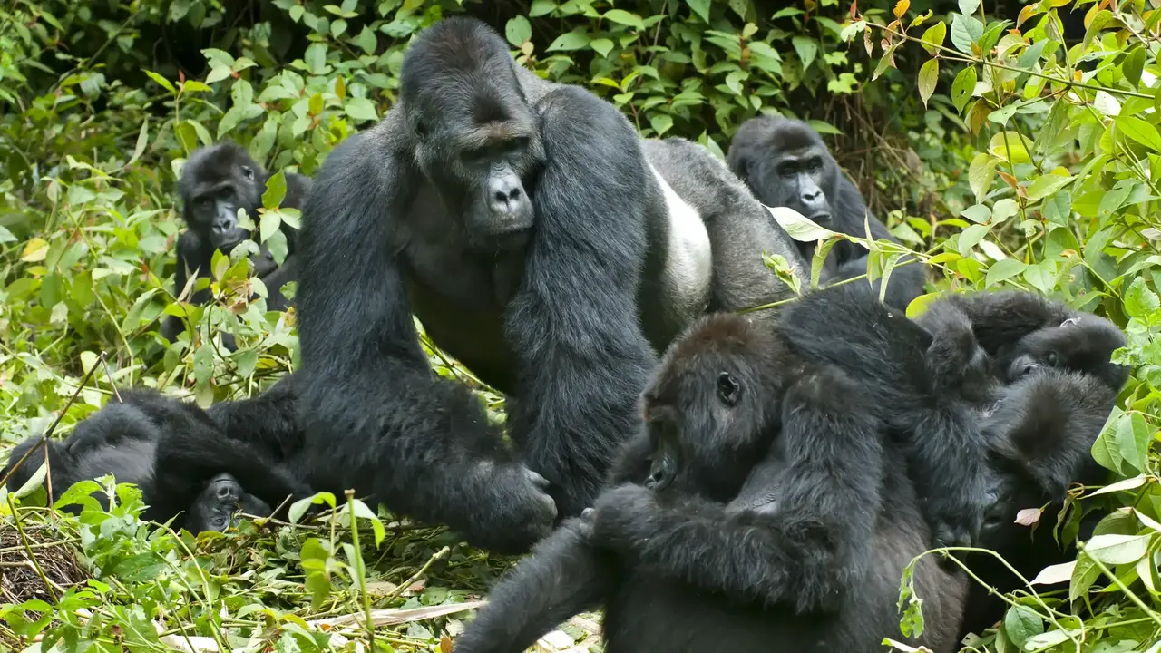 Eine Gorillafamilie auf der Suche nach Nahrung im Dschungel. Die Weibchen rechts sind auf dem Foto deutlich kleiner als das große Männchen links. 