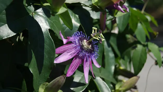 Auf dem Bild ist eine Passionsblüte mit lila Blütenblättern von der Seite zu sehen 