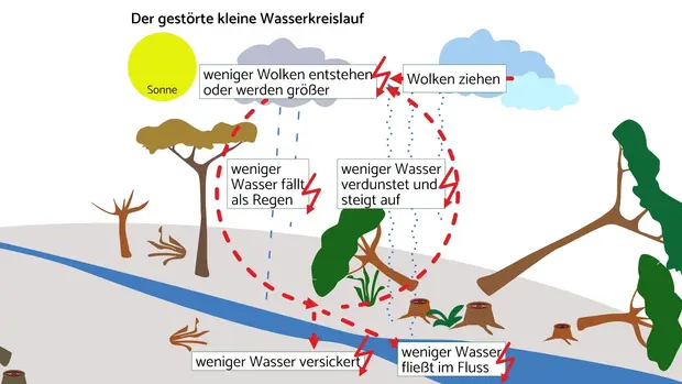 Der Wasserkreislauf kann gestört werden zum Beispiel, wenn Bäume abgeholzt werden.