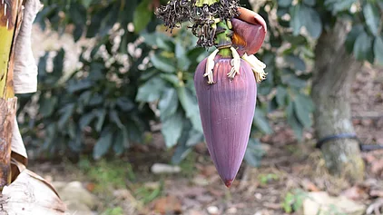 Eine rote Bananenblüte am Ende eines Bananenbüschels. 