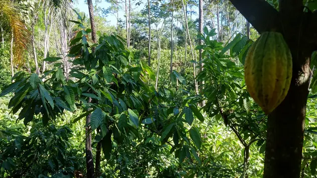 Ein Agroforstsystem mit einem Kakaobaum im Vordergrund und weitere verschiedenen Baumarten im Hintergrund. 
