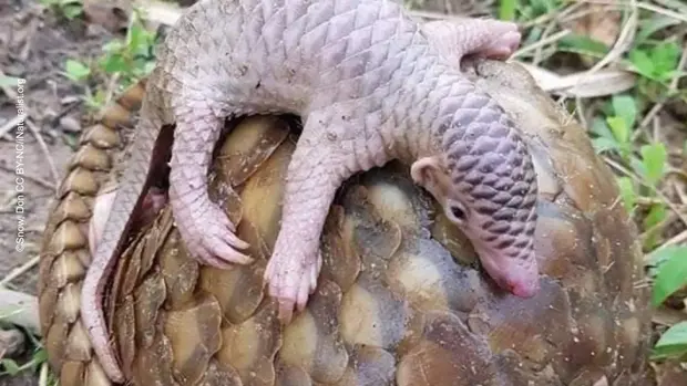 Ein kleines Pangolinbaby liegt auf dem Rücken eines Elterntieres.