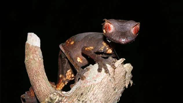 Ein Gecko sitzt in der Dunkelheit auf einem Ast und schaut mit zwei dunkelroten Augen direkt in die Kamera. 