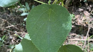 Eine Pflanze mit Brennhaaren steht im Wald von Australien.