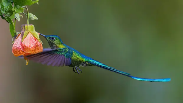 Ein sehr bunter Kolibri, mit einem langen Schwanz, isst von einer rosa/Roten Blüte.