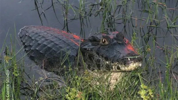 Ein Krokodil in der Abenddämmerung.