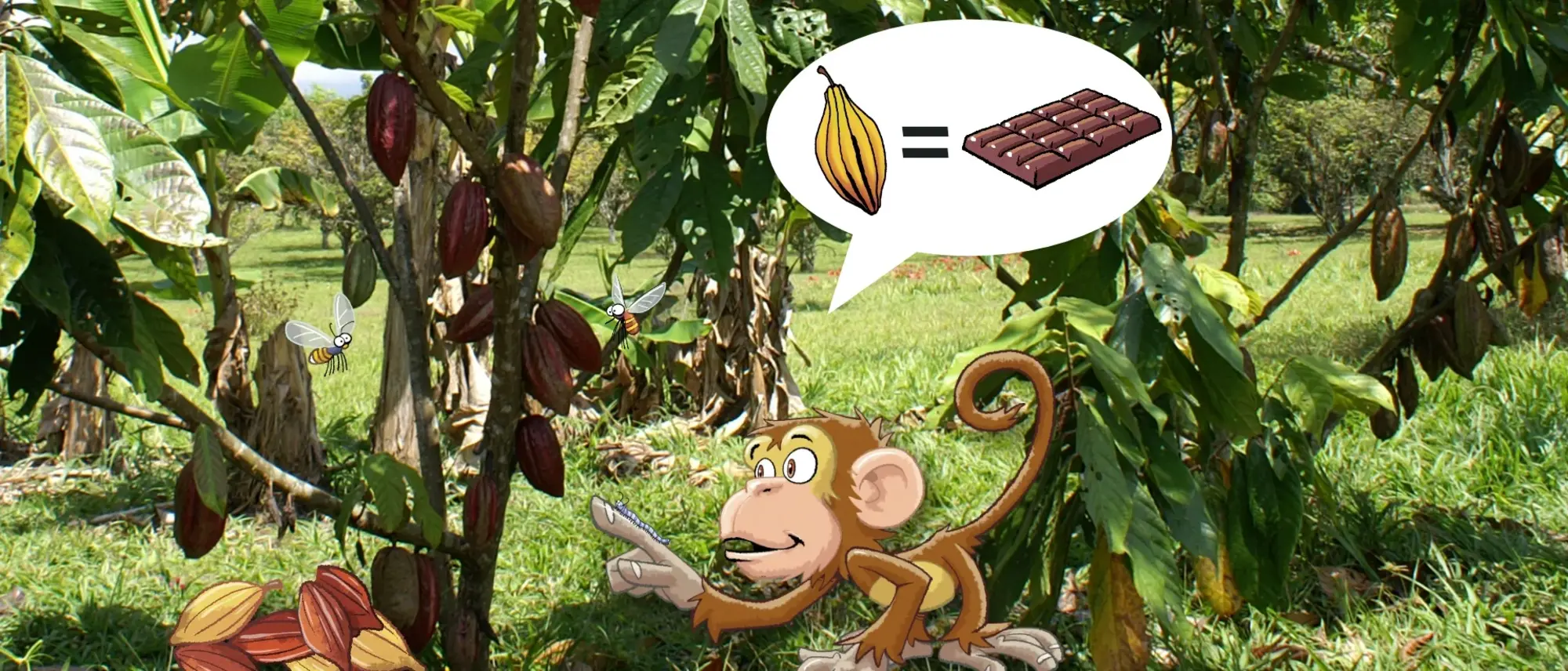 Das Bild zeigt einen Kakaobaum auf einer Wiese. Er trägt Früchte - im Comic Stil hinzugefügt - ein Affe mit einer Denkblase drüber. Darin eine Kakaoschote, Gleichzeichen und Schokoladentafel. 