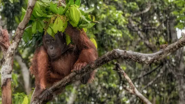 Ein Orang-Utan hat sich, auf einem Ast sitzend, einen Schirm aus Blättern gebaut.