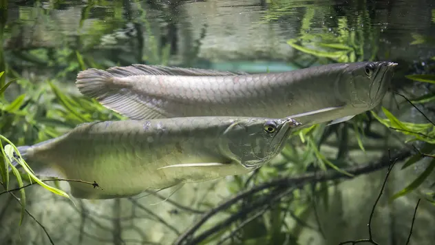 2 graue Arowana im Wasser. Im Deutschen wird er auch Gabelbart genannt. Vermutlich wegen der 2 Hautfühler an seiner Lippe.