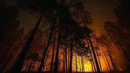 Ein Wald, mit hohen Bäumen, steht in Flammen.