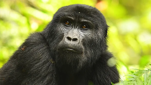 Ein östlicher Gorilla sitzt im grünen Dickicht und schaut seitlich an der Kamera vorbei.