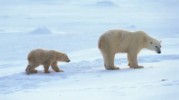 Zwei Eisbären laufen über den Schnee.