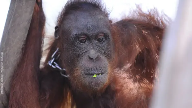 Ein Orang Utan in Gefangenschaft, mit einer Kette um den Hals.