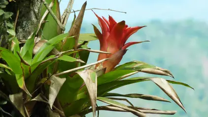 Das Bild zeigt eine Bromelie. Die Pflanze mit einer rose-pinken Blüte wächst aus einem Baum in Venezuela.