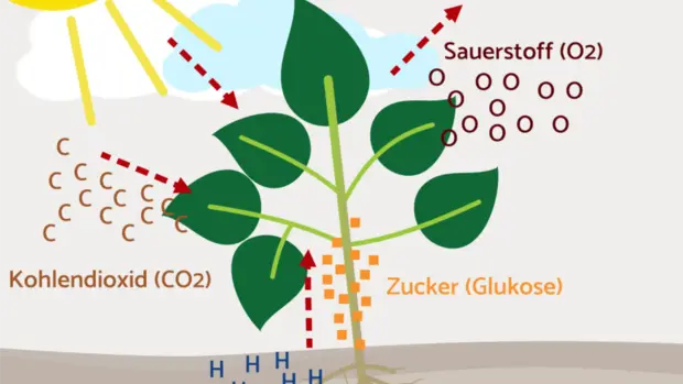 Bei der Fotosynthese, die in diesem Schaubild abgebildet ist, kann mithilfe von Sonnenenergie, Zucker und Wasser die Pflanze wachsen.