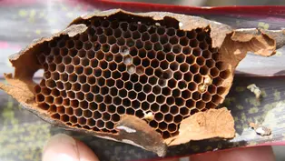 Ein leerer Wildbienenstock mit dutzenden sechseckigen Waben.