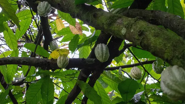 Kakaoschoten im Baum von unten fotografiert.
