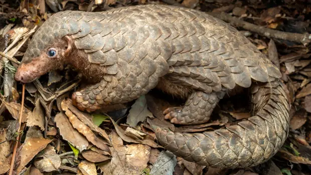 Ein Pangolin liegt auf dem Waldboden.