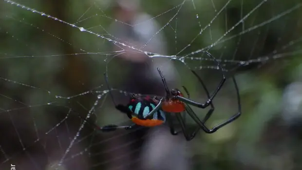 Eine Spinne in den Farben, rot, braun, türkis in ihrem Netz.