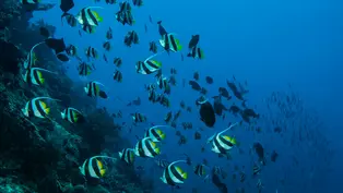 Ein bunter Fischschwarm der durch ein Korallenriff schwimmt.