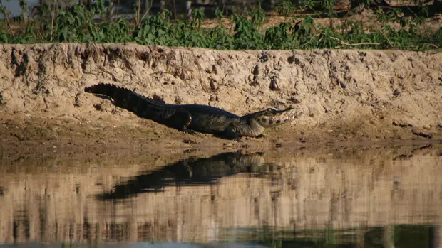 Ein großes Krokodil springt ins Wasser.