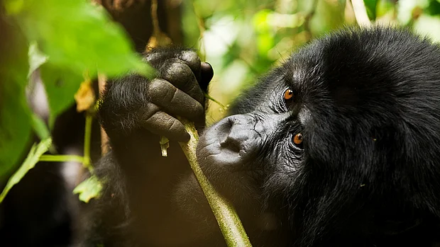 Ein westlicher Gorilla knabbert an etwas Grünzeug.