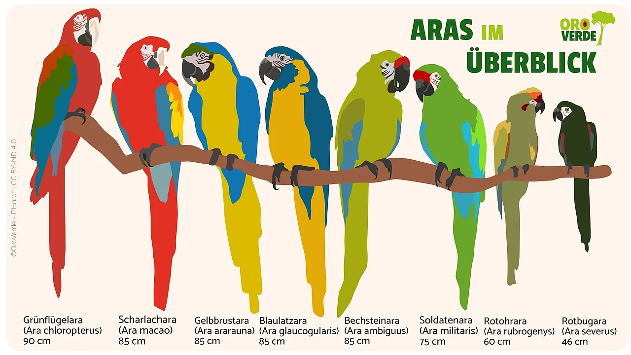 Alle acht Ara-Arten auf einem Ast. Von links nach rechts: rot-grüner Grünflügelara (Ara chloropterus) mit 90 cm Länge, rot-gelb-blauer Scharlachara (Ara macao) mit 85 cm Länge, gelb-blauer Gelbbrustara (Ara ararauna) mit 85 cm Länge, gelb-blauer Blaulatzara (Ara glaucogularis) mit 85 cm Länge, grün-blau-roter Bechsteinara (Ara ambiguus) mit 85 cm Länge, grün-blau-roter Soldatenara (Ara militaris) mit  75 cm Länge, olivgrün-orange-roter Rotohrara (Ara rubrogenys) mit 60 cm Länge, dunkelgrün-roter Rotbugara (Ara severus) mit 46 cm Länge, 