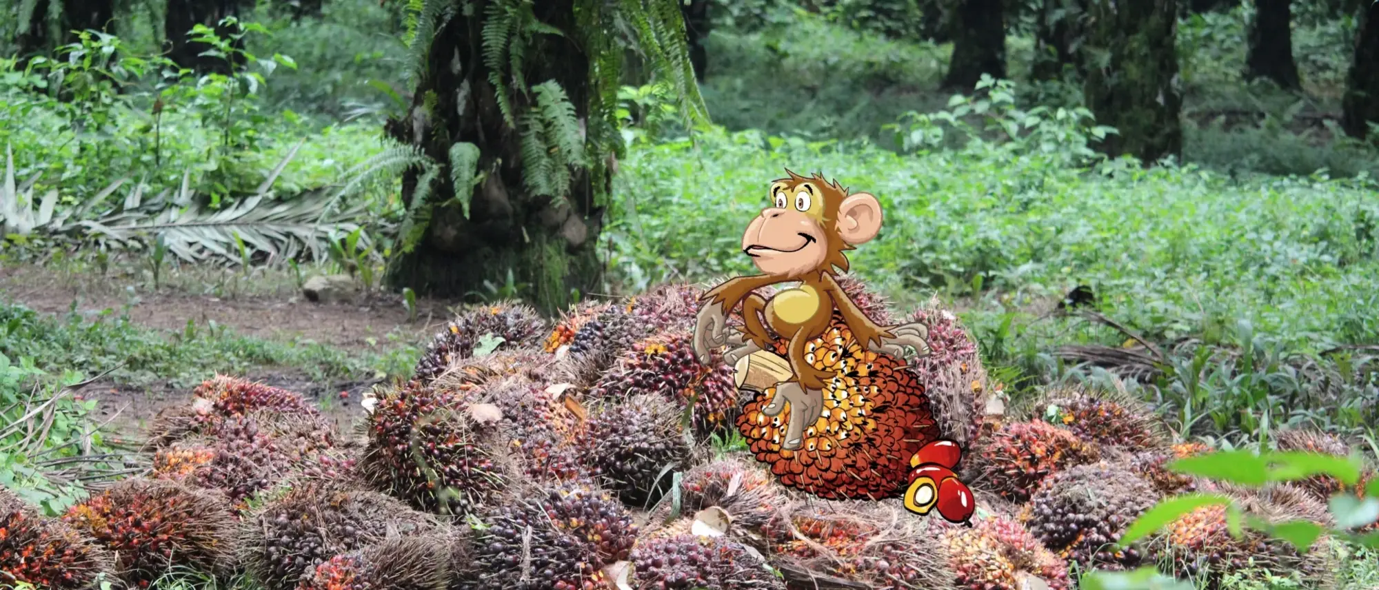 Geerntetes Palmöl am Rande einer Plantage - im Comic Stil hinzugefügt - ein Affe und Fruchtstände der Palmölfrucht. 
