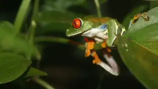 Der Rotaugenlaubfrosch wurde sicherlich nach seinen feuerroten großen Augen benannt, die sich von seiner grünen Körperfarbe abheben.