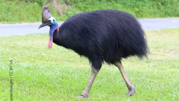 Ein Helmkasuar läuft auf einer Wiese.