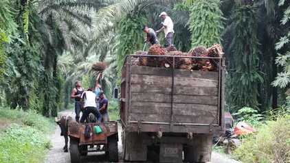 Auf einer Palmölplantage verladen mehrere Arbeiter Palmfrüchte in einen großen Lastwagen.