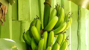 Eine Bananenstaude, sie besteht aus mehreren dutzend Bananen, die entgegen der Erdanziehung, nach oben, um einen Stamm herum wachsen.