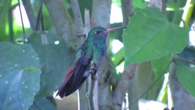 Der Kolibri ist von der Seite fotografiert und zeigt, dass der Schnabel halb so lang, wie der gesamte Vogel ist. ©Svenja Schäfer