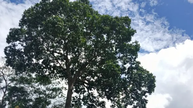 Paranussbaum neben einem Weg in Bolivien.