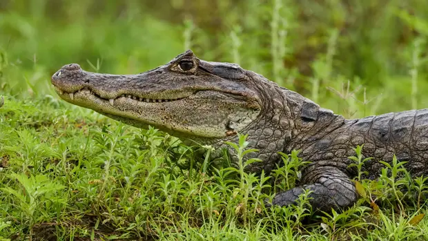 Ein Krokodil auf grünen Boden