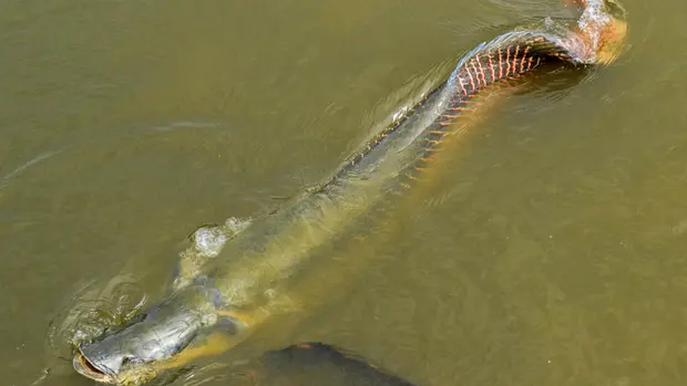 Ein langer Arapaima schwimmt im Wasser.