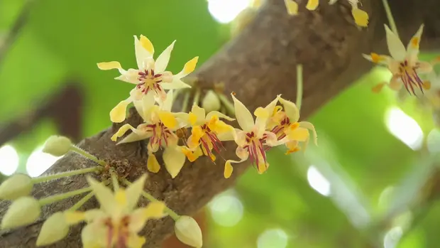 Mehrere gelbe Kakaoblüten am Ast eines Kakaobaumes.