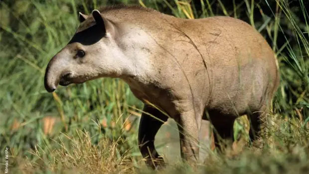 Ein Tapir läuft durch das Gras.