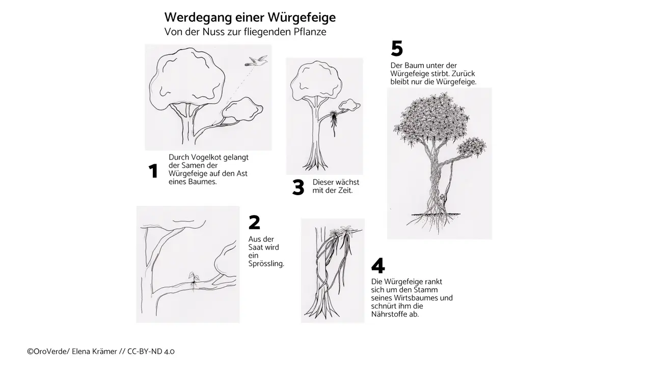 Schaubild der Wachstumsphasen einer Würgefeige.