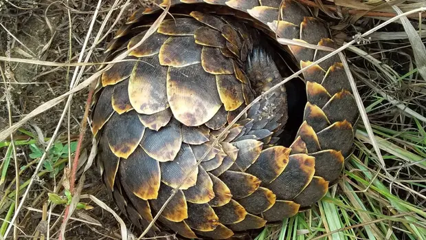 Ein zusammengerolltes Pangolin.