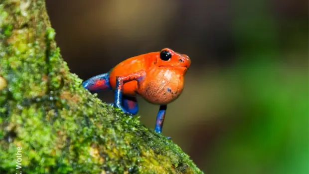 Ein roter Pfeilgiftfrosch mit blauen Beinen.