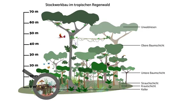 Schaubild des Stockwerkbau im Regenwald.