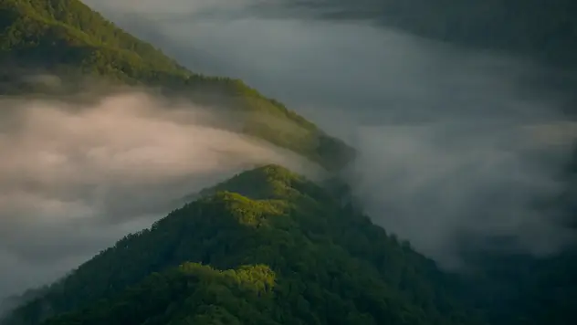 Wolken bilden sich über einem Wald.