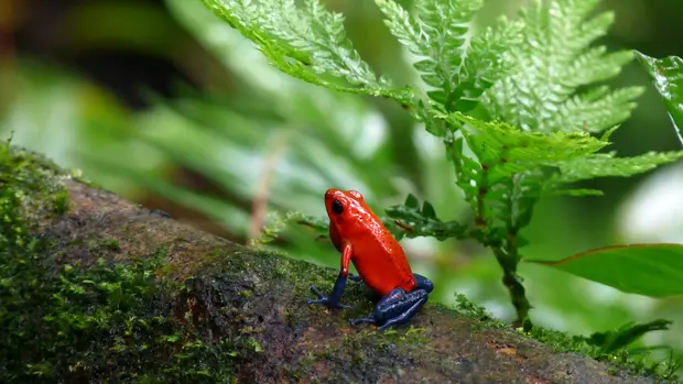 Ein roter Pfeilgiftfrosch mit blauen Beinen sitzt auf einem Ast.