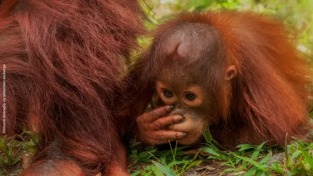 Orangutan Jungtier  auf dem Bode, neben seiner Mutter.