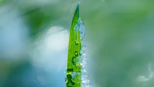 Zu sehen ist das Blatt einer Pflanze an dem Wassertropfen hängen.