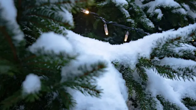 Ausschnitt eines Tannenbaums bedeckt mit Schnee. 