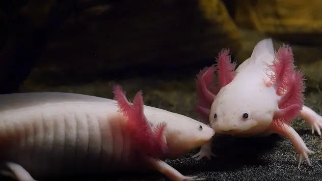 ALT: Auf dem Bild siehst du 2 Axolotl in einem Aquarium. Die federartigen Ausbildungen an den Seiten sind ihre Kiemen, mit denen sie unter Wasser atmen können.