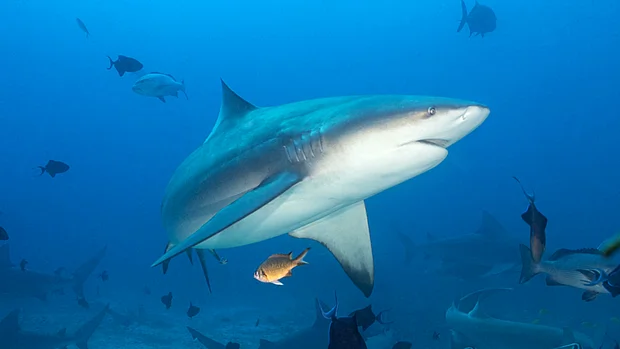 In Bullenhai schwimmt durch Fische hindurch.