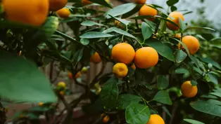 An einem Baum mit sattgrünen Blättern hängen leuchtend orangene Früchte.